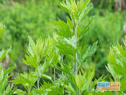 蕲艾堂艾灸馆加盟费用解析及投资概览